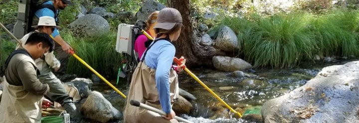 Carmel River Restoration team electrofishing