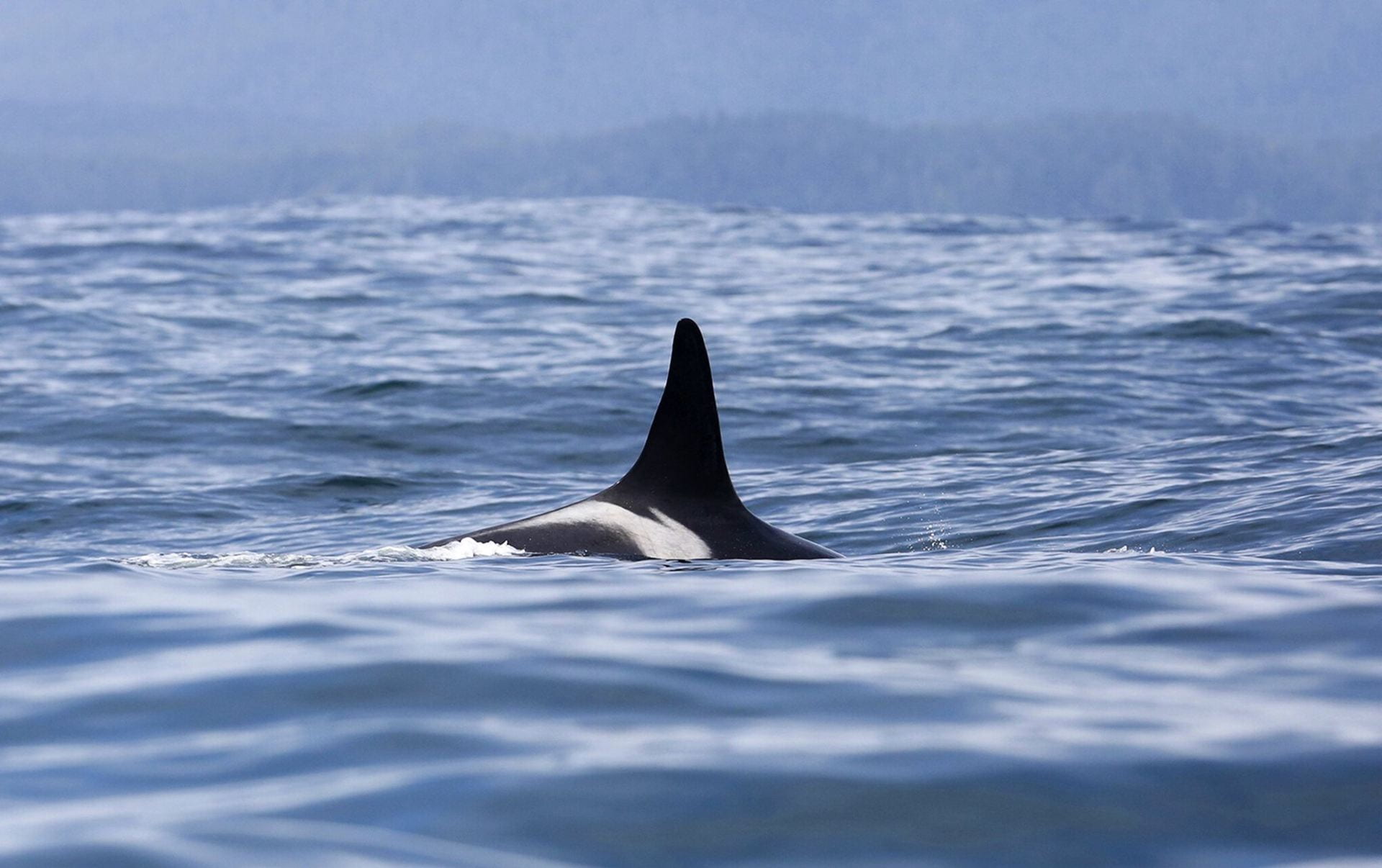 Record heat, drought threaten even the toughest survivors: L25, the oldest orca, and the winter Chinook she depends on