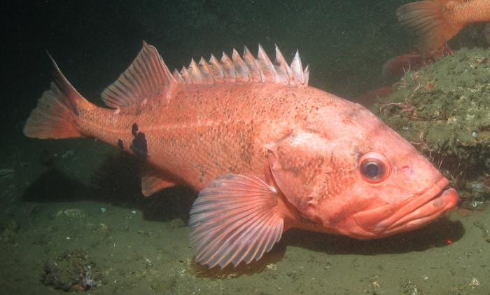 Protecting Largest, Most Prolific Fish May Boost Productivity of Fisheries, New Research Finds