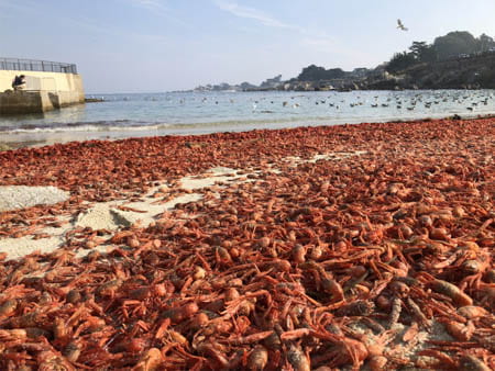 Unusual Currents Explain Mysterious Red Crab Strandings