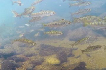 Species in the Spotlight: Sacramento Winter-Run Chinook Salmon
