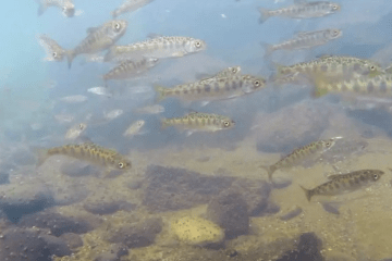 How Salmon Numbers Rise and Fall During El Nino and La Nina