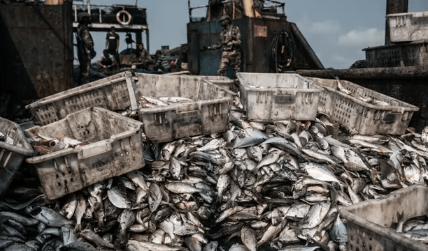 At least 6% of global fishing ‘probably illegal’ as ships turn off tracking devices