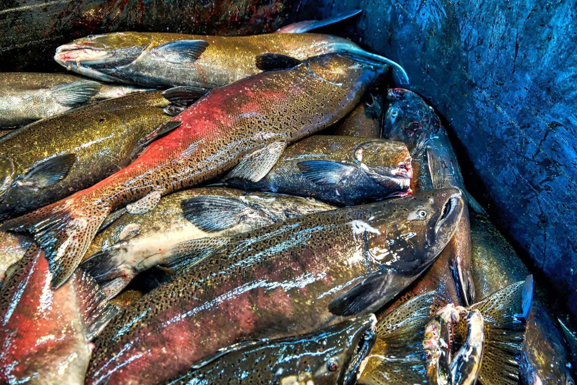 California Salmon Stocks Are Crashing. A Fishing Ban Looks Certain.