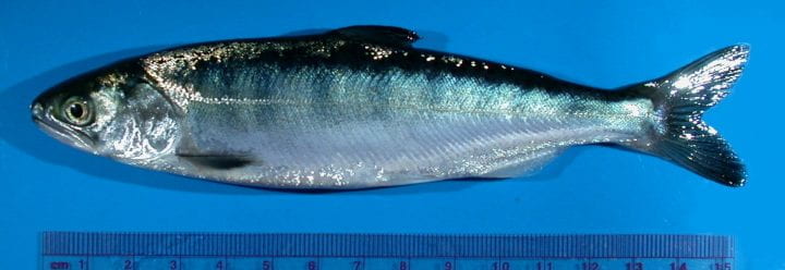 Juvenile Chinook Salmon